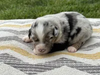 Captain, a male Australian Shepherd for sale in Lamar, MO – 2 of 3