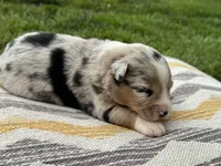 Stella, a female Australian Shepherd for sale in Lamar, MO – 2 of 3