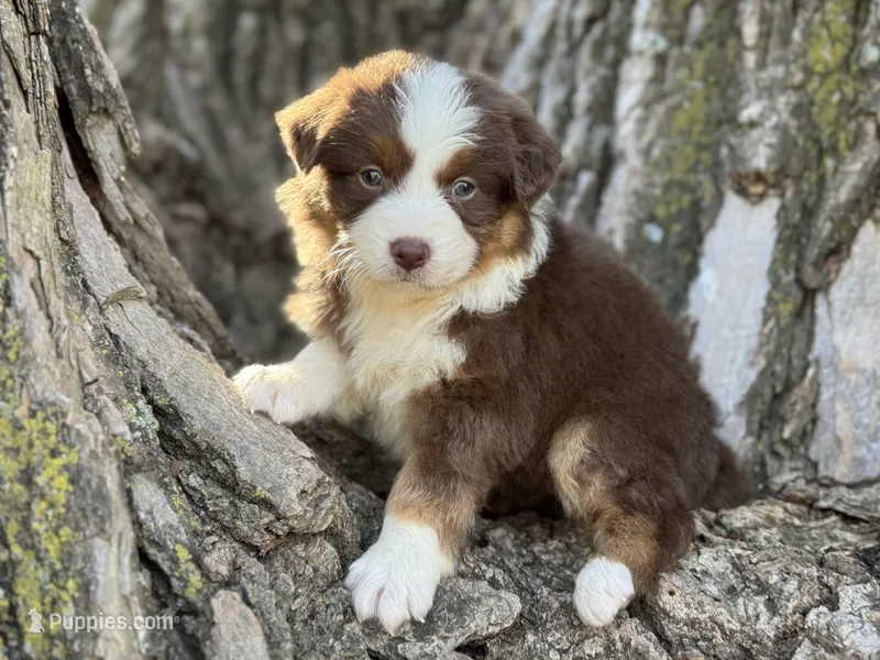 Cheyenne – Australian Shepherd puppy for sale in Lamar, MO