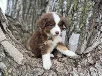 Cheyenne, a female Australian Shepherd for sale in Lamar, MO – 3 of 9
