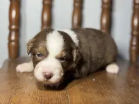 Cheyenne, a female Australian Shepherd for sale in Lamar, MO – Photo 3 of 3