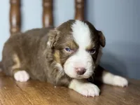 Cheyenne, a female Australian Shepherd for sale in Lamar, MO – Photo 2 of 3