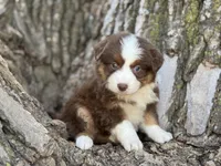 Cheyenne, a female Australian Shepherd for sale in Lamar, MO – 5 of 9