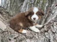 Cheyenne, a female Australian Shepherd for sale in Lamar, MO – 2 of 9
