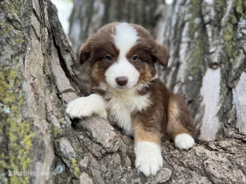 Cheyenne – Australian Shepherd puppy for sale in Lamar, MO