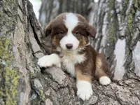 Cheyenne, a female Australian Shepherd for sale in Lamar, MO – 1 of 9