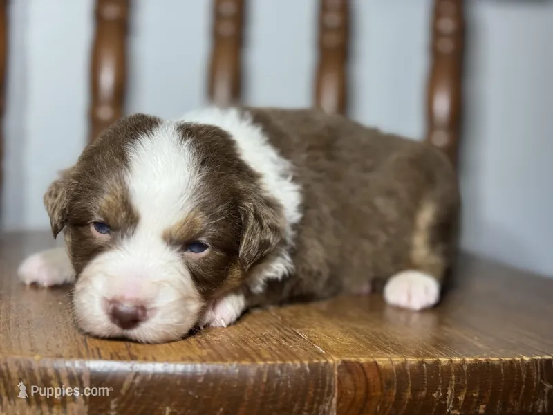 Cheyenne – Australian Shepherd puppy for sale in Lamar, MO