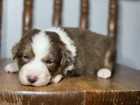 Cheyenne, a female Australian Shepherd for sale in Lamar, MO – Photo 1 of 3