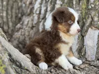 Cheyenne, a female Australian Shepherd for sale in Lamar, MO – 6 of 9