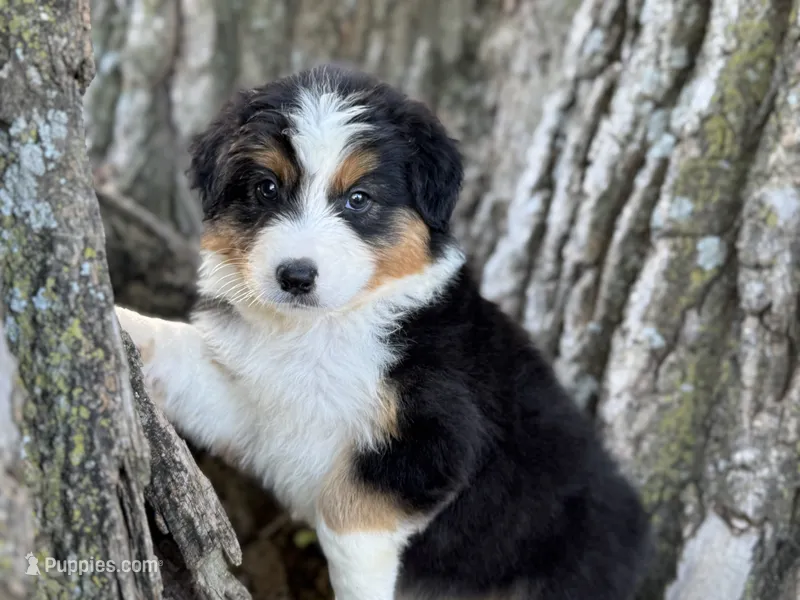 Camp – Australian Shepherd puppy for sale in Lamar, MO