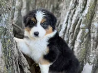 Camp, a male Australian Shepherd for sale in Lamar, MO – 1 of 4