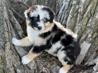 Diggs, a male Australian Shepherd for sale in Lamar, MO – 4 of 5
