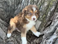 Scout, a male Australian Shepherd for sale in Lamar, MO – 3 of 4