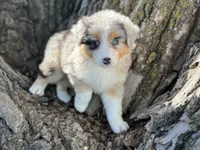 Ducky, a female Australian Shepherd for sale in Lamar, MO – 3 of 4