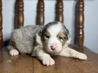 Louie, a male Australian Shepherd for sale in Lamar, MO – Photo 2 of 3