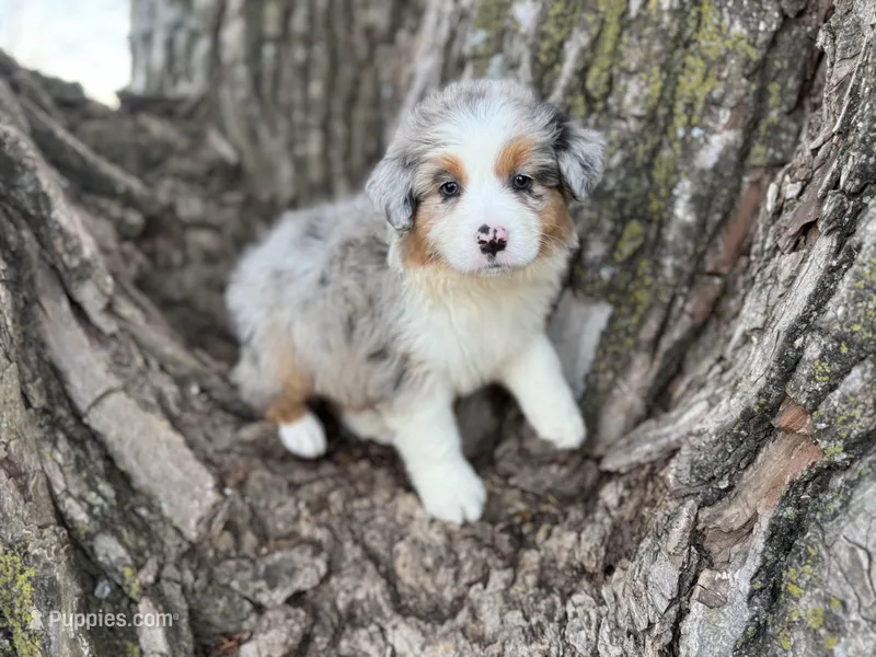 Louie – Australian Shepherd puppy on hold in Lamar, MO