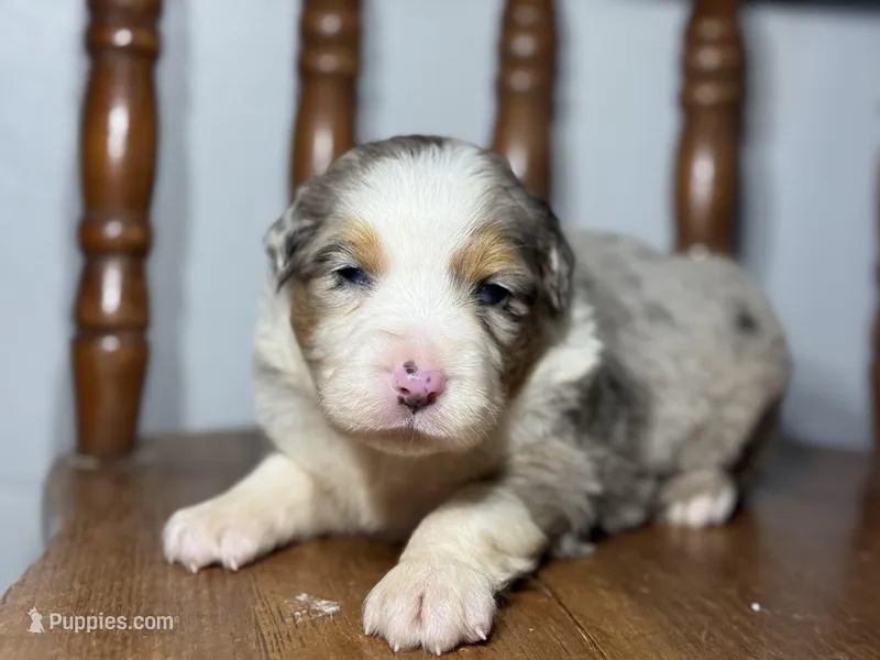 Louie – Australian Shepherd puppy for sale in Lamar, MO