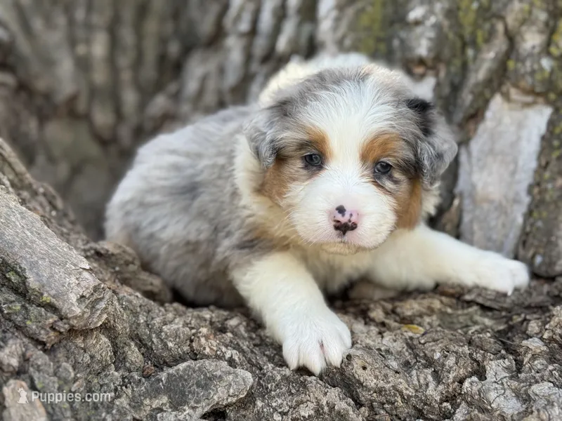 Louie – Australian Shepherd puppy for sale in Lamar, MO