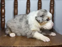 Louie, a male Australian Shepherd for sale in Lamar, MO – Photo 3 of 3
