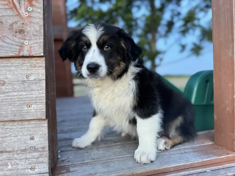 Nova – Australian Shepherd puppy for sale in Lamar, MO