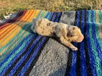 Claire, a female Australian Shepherd for sale in Lamar, MO – Photo 3 of 3