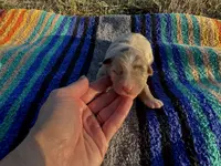 Claire, a female Australian Shepherd for sale in Lamar, MO – Photo 1 of 3