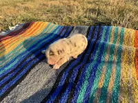 Claire, a female Australian Shepherd for sale in Lamar, MO – Photo 2 of 3