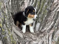 Cash, a male Australian Shepherd for sale in Lamar, MO – 2 of 10