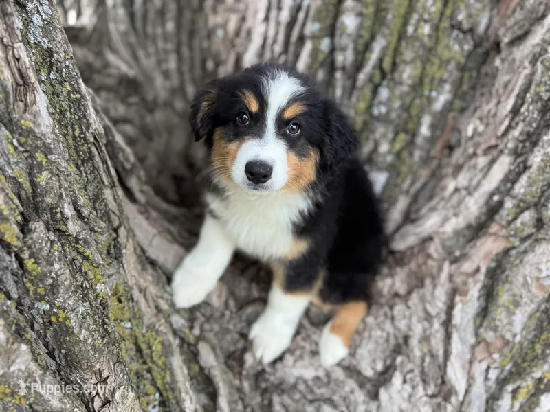 Cash – Australian Shepherd puppy for sale in Lamar, MO