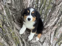 Cash, a male Australian Shepherd for sale in Lamar, MO – 1 of 10