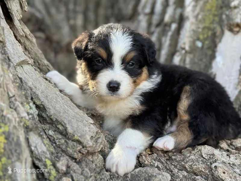 Cash – Australian Shepherd puppy for sale in Lamar, MO