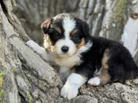Cash, a male Australian Shepherd for sale in Lamar, MO – 7 of 10