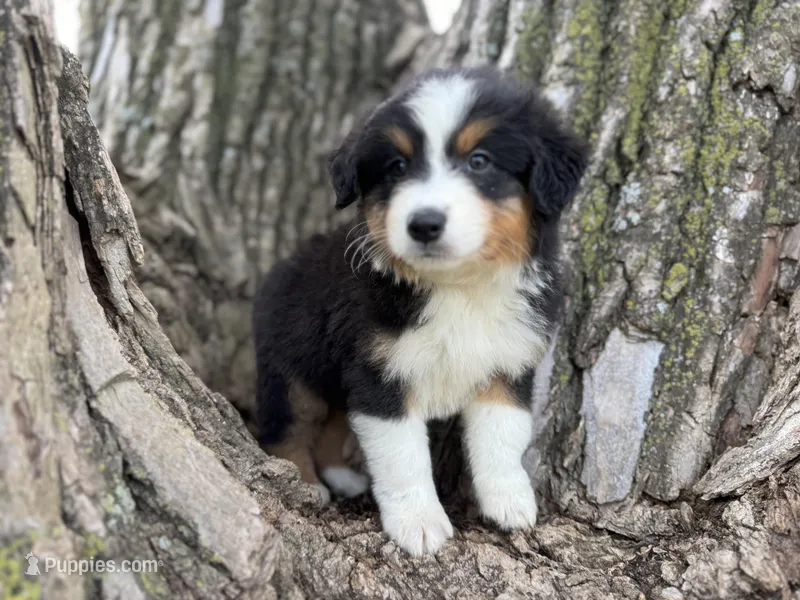 Cash – Australian Shepherd puppy for sale in Lamar, MO