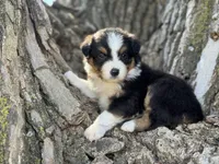 Cash, a male Australian Shepherd for sale in Lamar, MO – 8 of 10