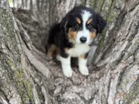 Cash, a male Australian Shepherd for sale in Lamar, MO – 3 of 10