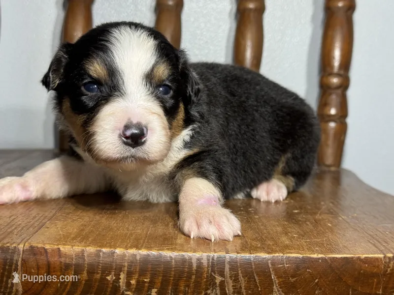 Cash – Australian Shepherd puppy for sale in Lamar, MO