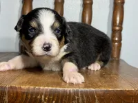 Cash, a male Australian Shepherd for sale in Lamar, MO – Photo 1 of 3