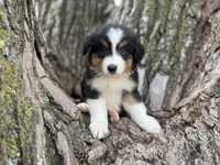 Cash, a male Australian Shepherd for sale in Lamar, MO – 5 of 10
