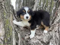 Cash, a male Australian Shepherd for sale in Lamar, MO – 6 of 10