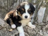 Cash, a male Australian Shepherd for sale in Lamar, MO – 9 of 10