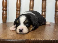 Cash, a male Australian Shepherd for sale in Lamar, MO – Photo 3 of 3