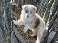 River, a female Australian Shepherd for sale in Lamar, MO – 2 of 4