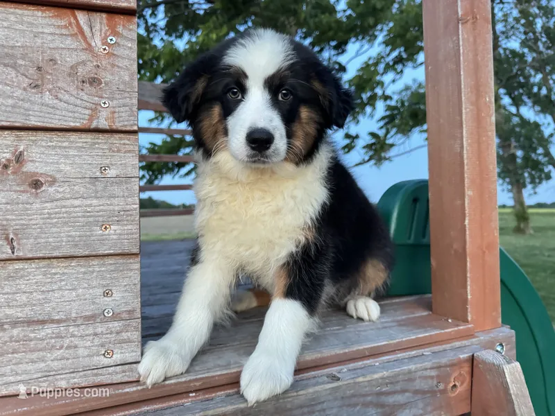 Stetson – Australian Shepherd puppy for sale in Lamar, MO