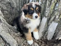 Dolly, a female Australian Shepherd for sale in Lamar, MO – 2 of 4