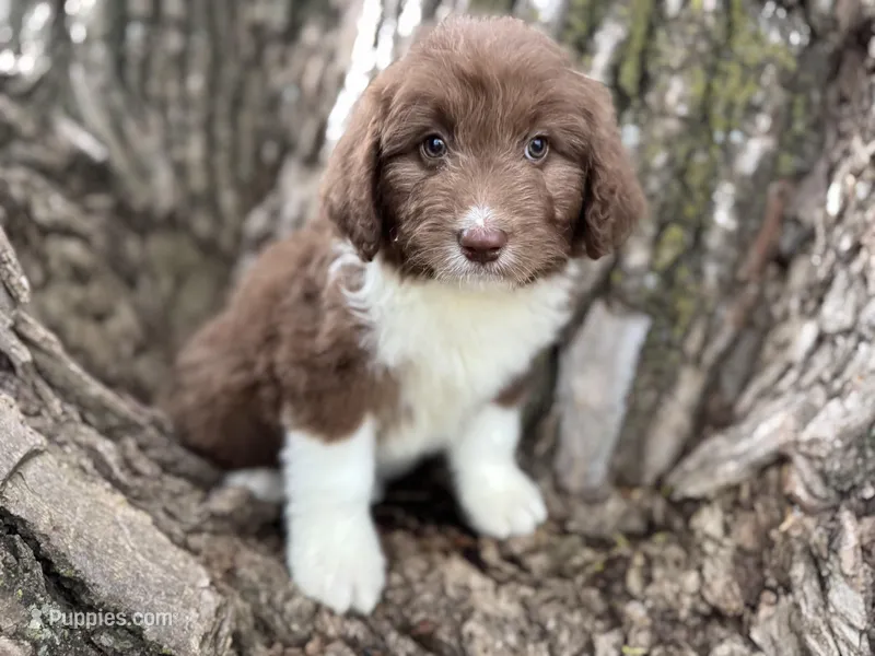 Harley – Aussiedoodle puppy for sale in Lamar, MO