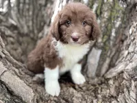 Harley, a female Aussiedoodle for sale in Lamar, MO – Photo 1 of 6