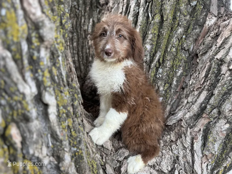Harley – Aussiedoodle puppy for sale in Lamar, MO