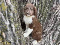 Harley, a female Aussiedoodle for sale in Lamar, MO – 1 of 10