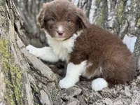 Harley, a female Aussiedoodle for sale in Lamar, MO – Photo 3 of 3