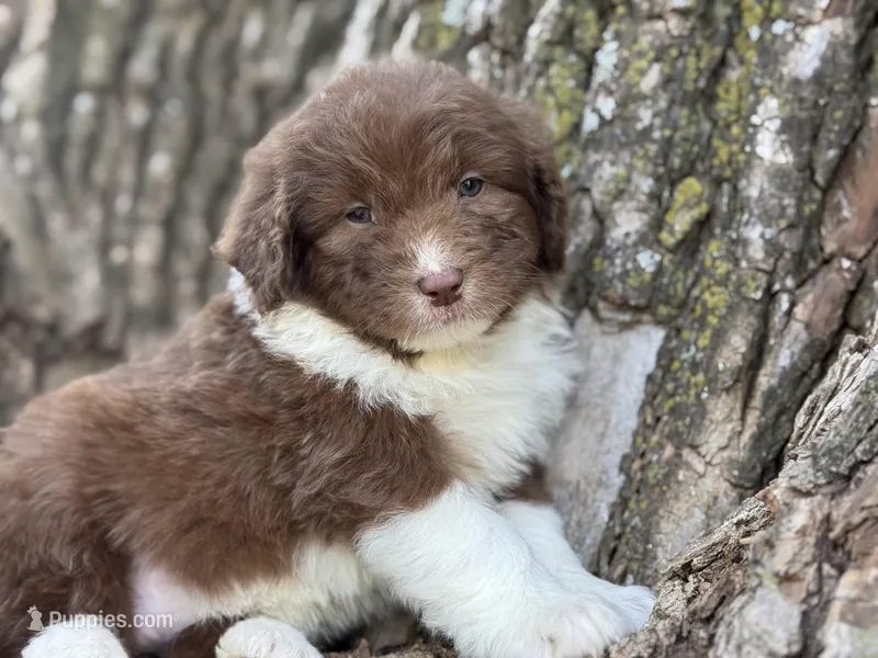 Harley – Aussiedoodle puppy for sale in Lamar, MO